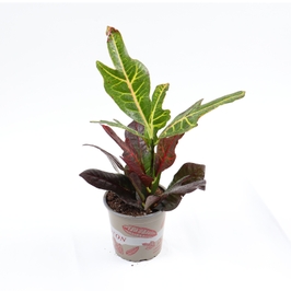 Planta interior - Codiaeum (croton), H 35 cm, D 12 cm
