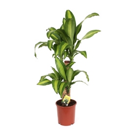 Planta interior - Dracaena massangeana, H 85 cm, D 17 cm