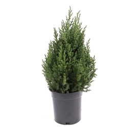 Arbore ornamental Juniperus chinensis stricta H 60 cm D 21 cm