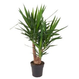 Planta interior - Yucca, H 90 cm, D 24 cm