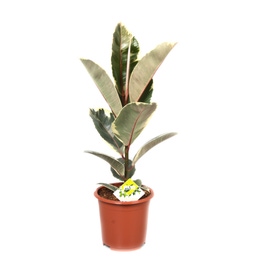 Planta interior - Ficus elastica, H 70 cm, D 17 cm
