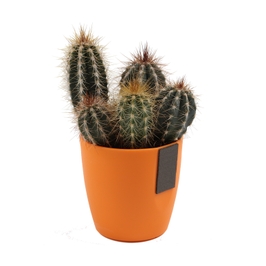 Planta interior Cactus, ghiveci color magnetic, D 7 cm