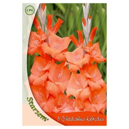 Bulbi flori primavara gladiole portocalii, Starsem
