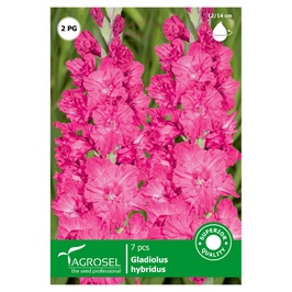 Bulbi flori primavara gladiole roz, Agrosel