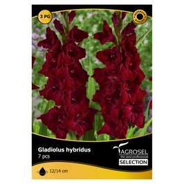 Bulbi flori primavara gladiole Black Star selectie, Agrosel