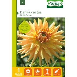 Bulbi flori primavara Dalia Cactus Gold Crown, Versay