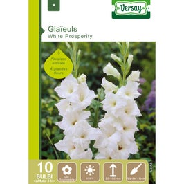 Bulbi flori primavara Gladiole White Prosperity, Versay, alb