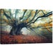 Tablou canvas Copac antic, Picma, standard, panza + sasiu lemn, 40 x 60 cm
