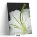 Tablou canvas Floare alba 2, Picma, standard, panza + sasiu lemn, 60 x 90 cm