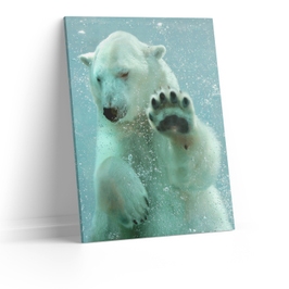 Tablou canvas Salutul ursului polar, Picma, standard, panza + sasiu lemn, 80 x 120 cm