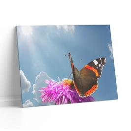 Tablou canvas luminos Fluture si floare, Picma, dualview, panza + sasiu lemn, 60 x 90 cm