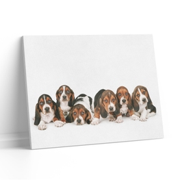 Tablou canvas luminos Catei Beagle, Picma, dualview, panza + sasiu lemn, 80 x 120 cm