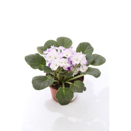 Planta interior, cu flori - Saintpaulia mix (violeta de Parma), H 20 cm, D 12 cm