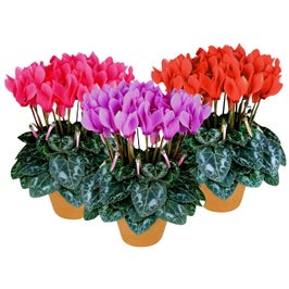 Planta interior, cu flori - Cyclamen persicum mix, H 17 cm, D 11 cm